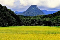 黄金山と田んぼ 黄金山と田んぼ