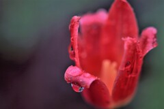 April rain(4月の雨）