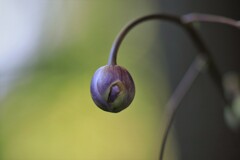 花が終わり実をつけるⅣ