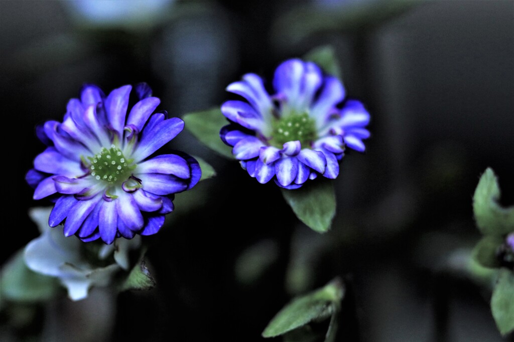 雪割草(百合が原公園温室）