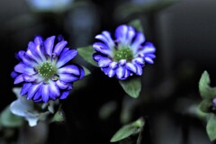 雪割草(百合が原公園温室）