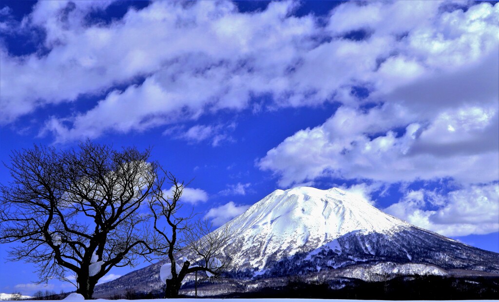 サクランボの木と羊蹄山
