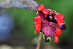 花が終わり実をつけるⅤ