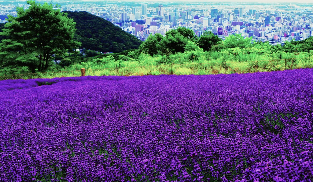２０２５年札幌幌見峠のラベンダ－園