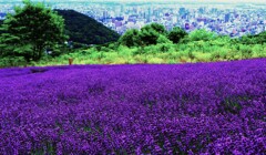２０２５年札幌幌見峠のラベンダ－園