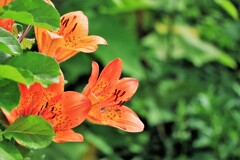 エゾスカシユリ