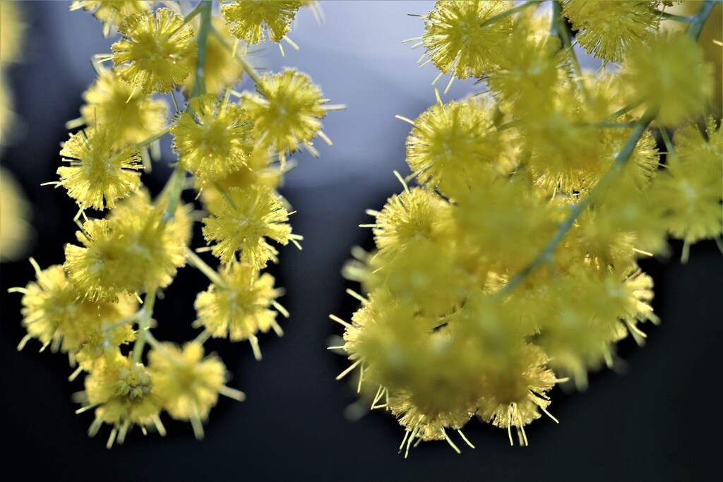 ギンヨウアカシア