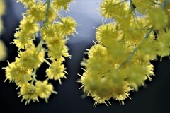 ギンヨウアカシア ギンヨウアカシア