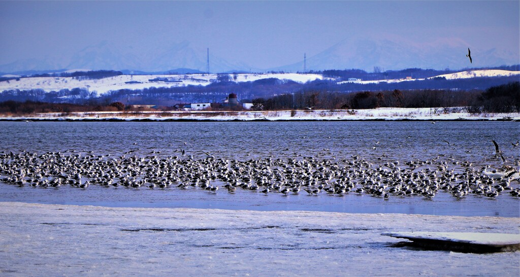 集合(集団見合い）