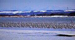 集合(集団見合い）