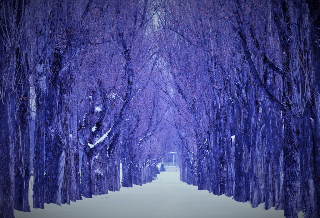 ポプラ並木(レタッチ有）