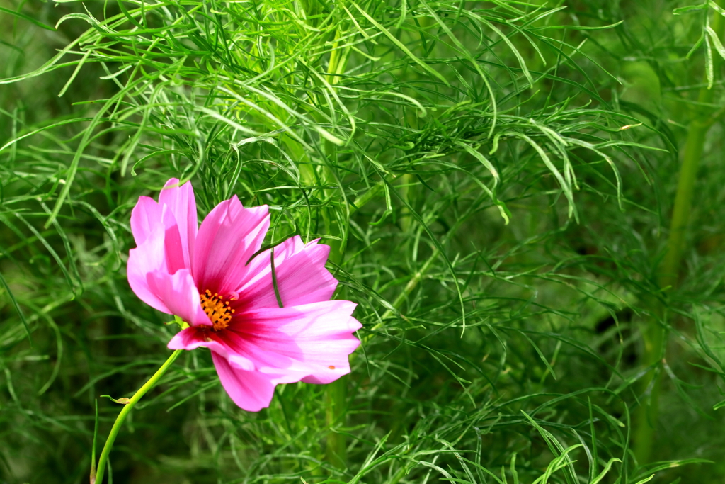 コスモス