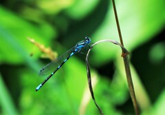 エゾイトトンボ