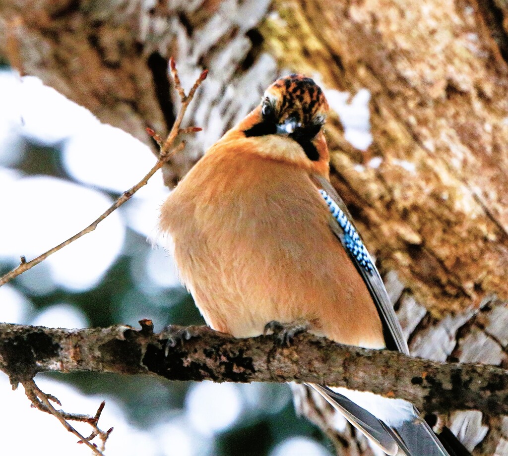 カケス君（蔵出）