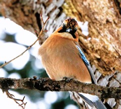 カケス君（蔵出）