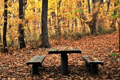 秋思い出のベンチ