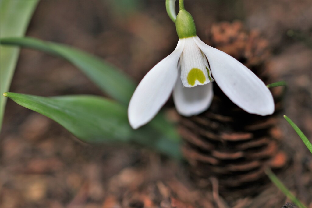 スノ－ドロップ