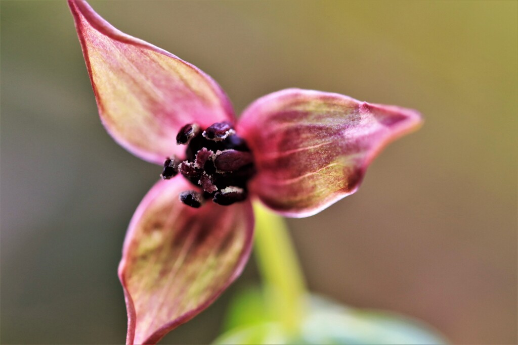 春の花Ⅱ(エンレイソウ）