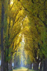 黄金色（ポプラ並木）