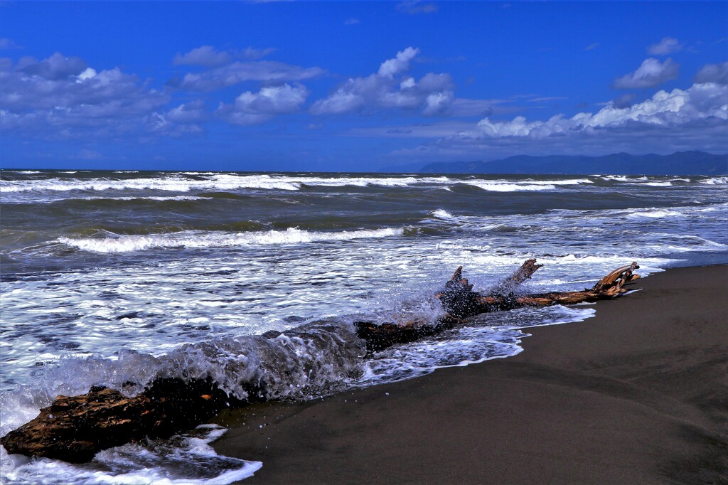 夏の終わりにⅡ(流木）