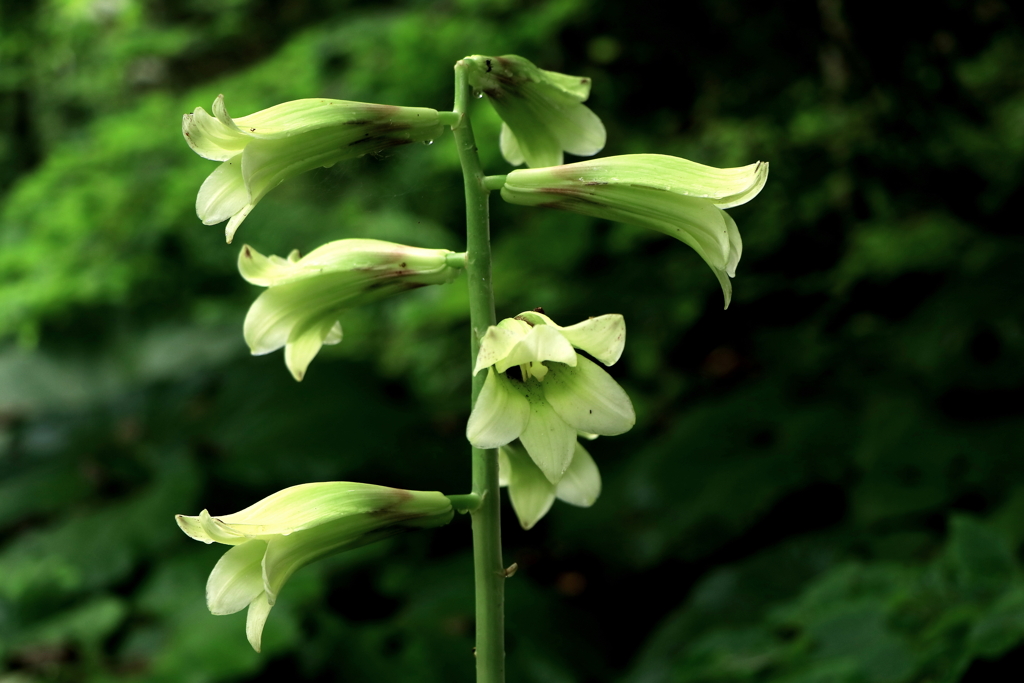 オオウバナユリ