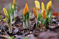 咲きれないクロッカス