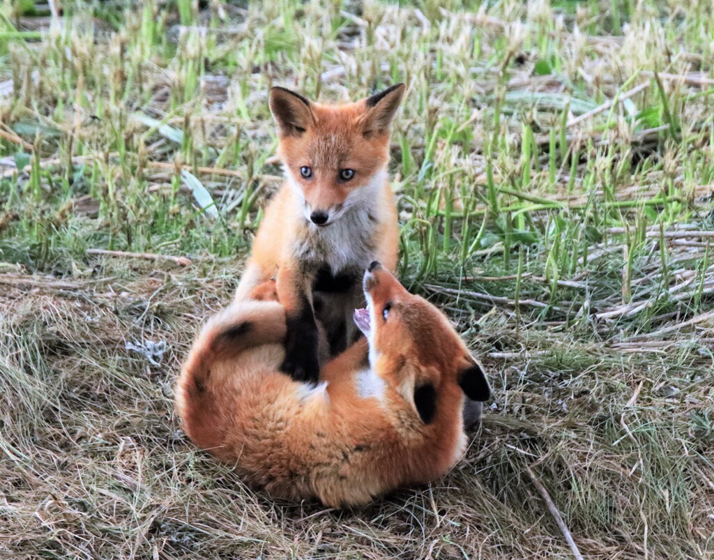 子キツネ物語