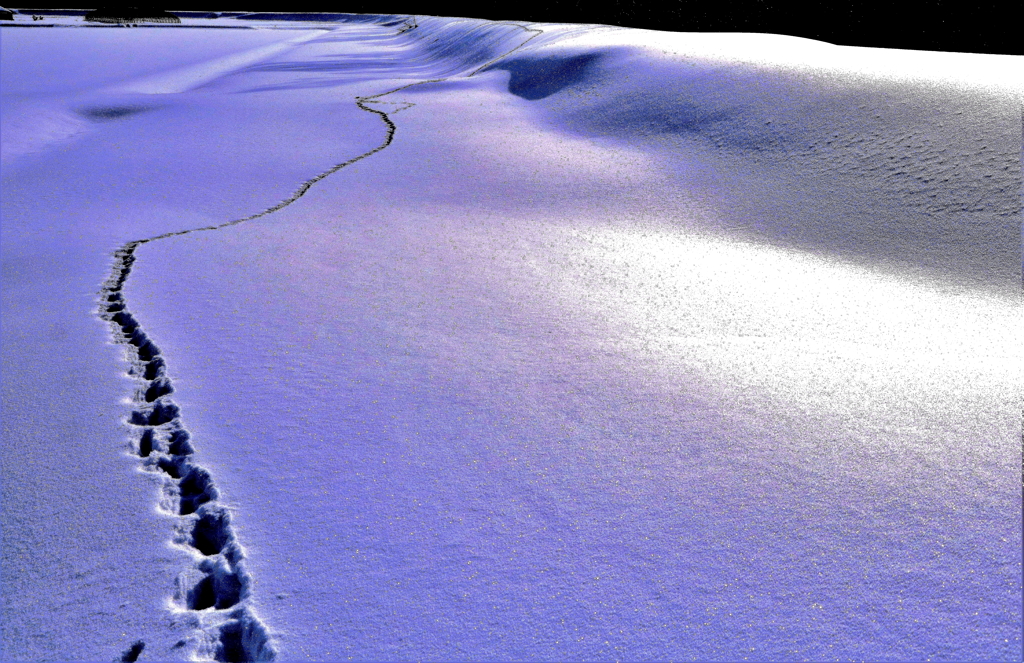 雪の足跡（蔵出）