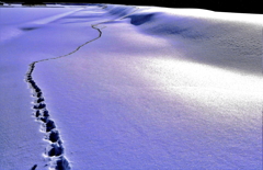 雪の足跡（蔵出）