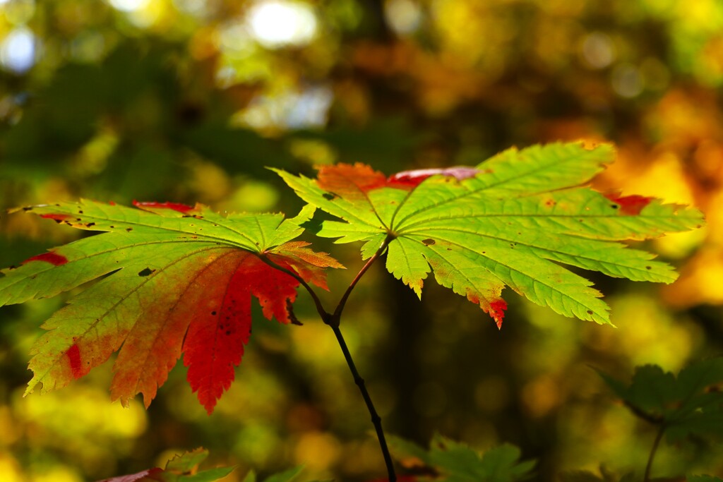 紅葉初めのカエデ