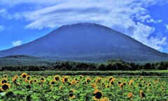 ヒマワリ畑と羊蹄山