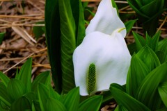 まだ楽しめる水芭蕉