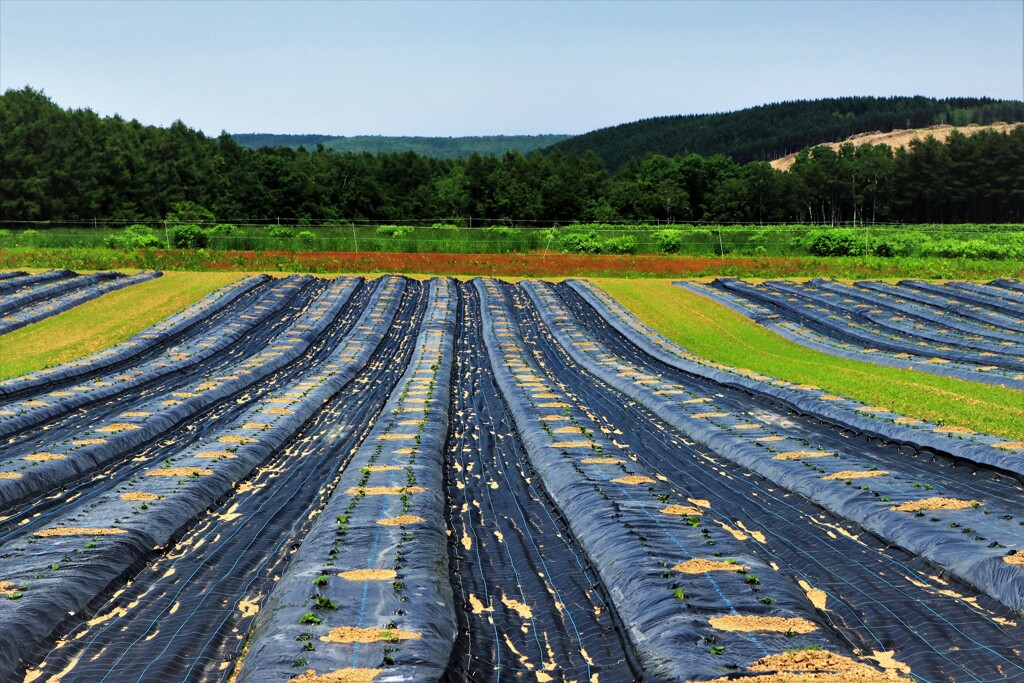 芽が出るまで(保温シート）