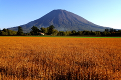 刈取り前のソバ畑と羊蹄山