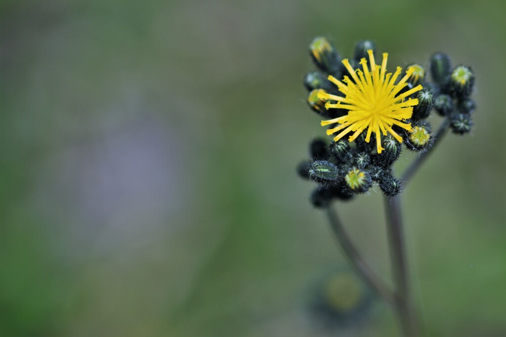 ヤナギタンポポ