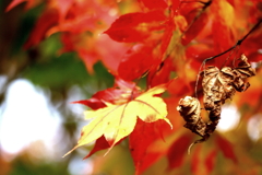 カエデ紅葉