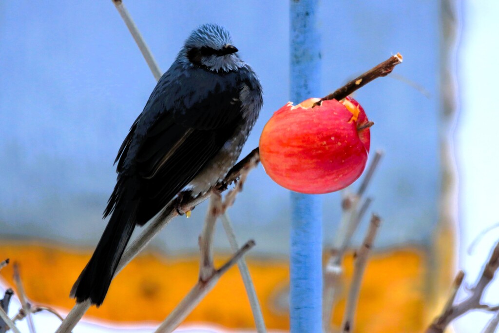 リンゴ美味しいな～