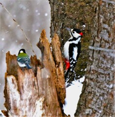 なかよし(⌒∇⌒)（蔵出）