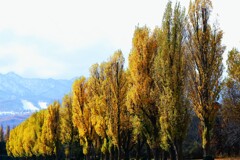 森林公園ポプラ並木