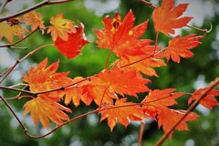 小さい秋見つけ