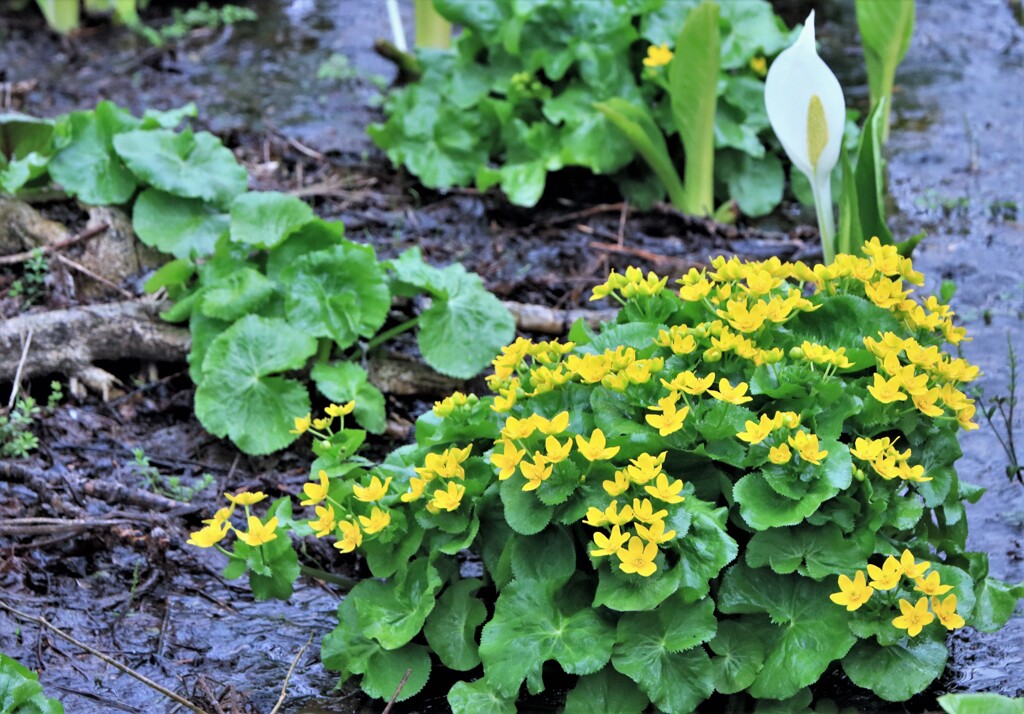 エゾノリュウキンカ(ヤチブキ)Ⅱ