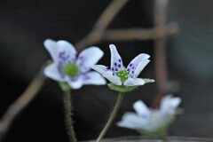 雪割草(百合が原公園温室）