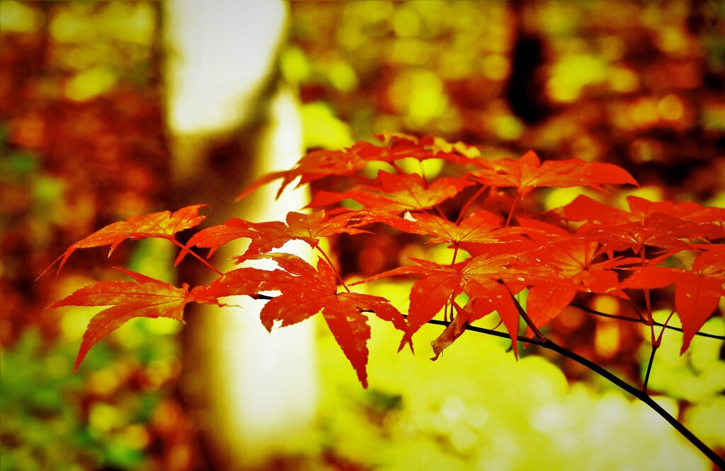 それぞれの秋♪