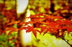 それぞれの秋♪