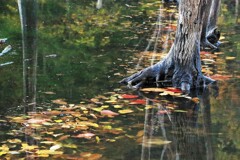 赤井川落合ダムⅢ