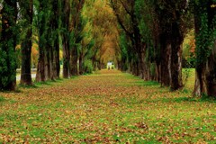 秋のポプラ並木