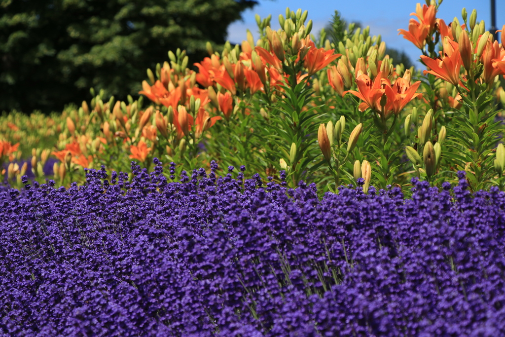 ユリとラベンダ－