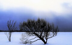 この木なんの木♪