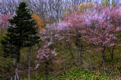 桜シリ－ズⅣ（野山に咲く桜）