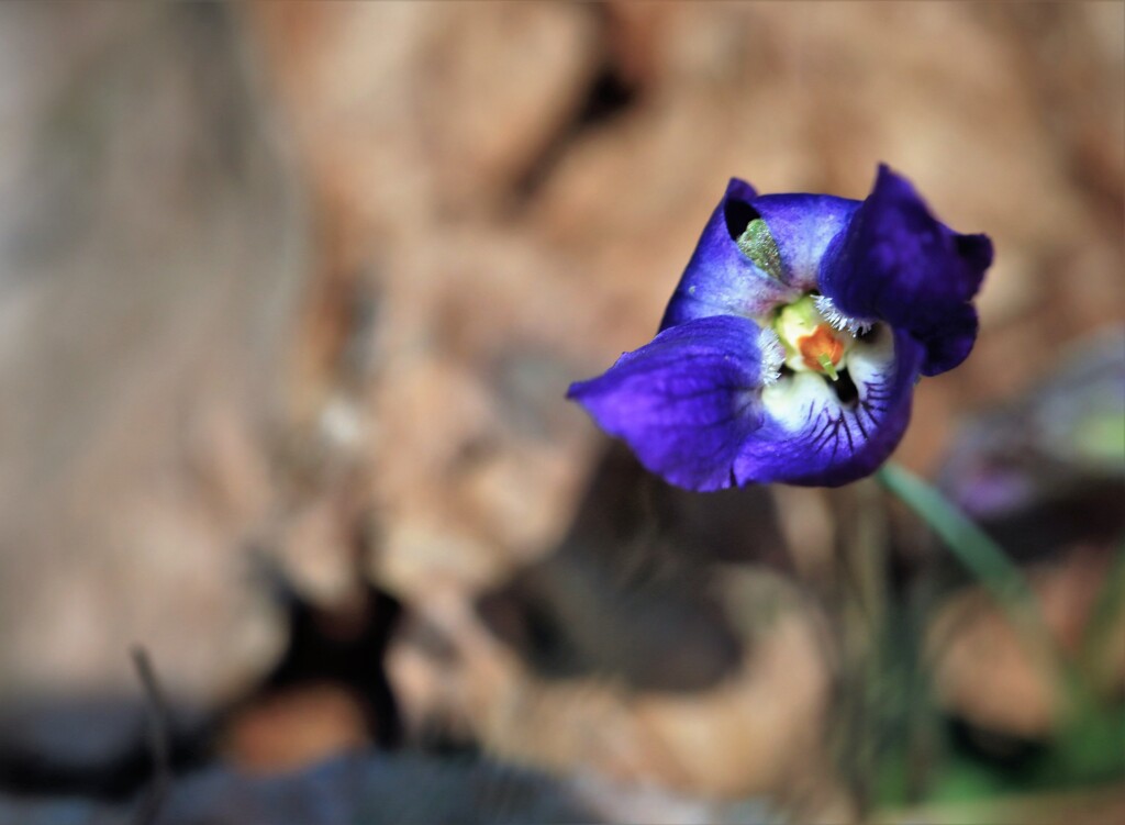 春の花Ⅱ(スミレ）